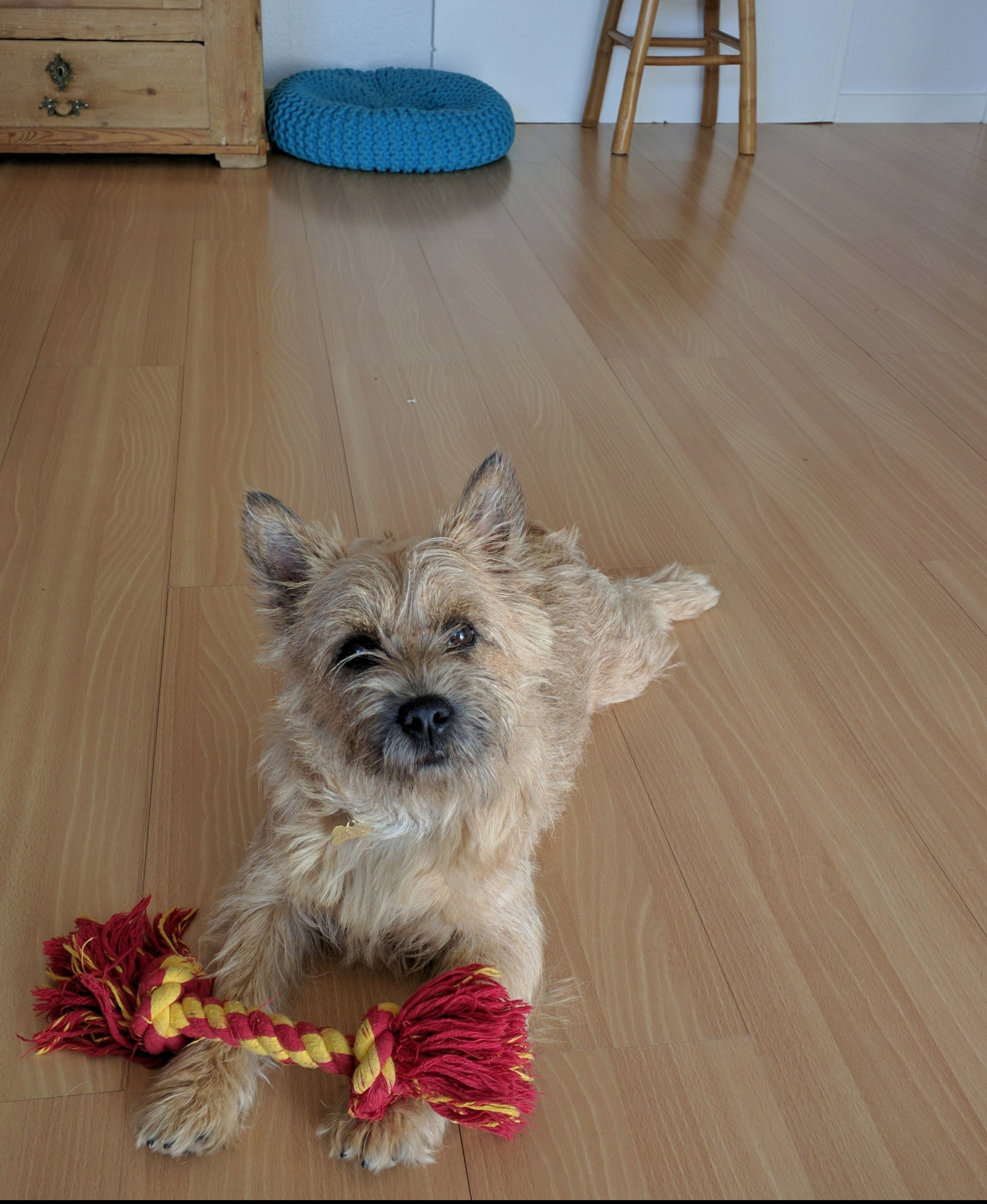 Villas the Cairn Terrier