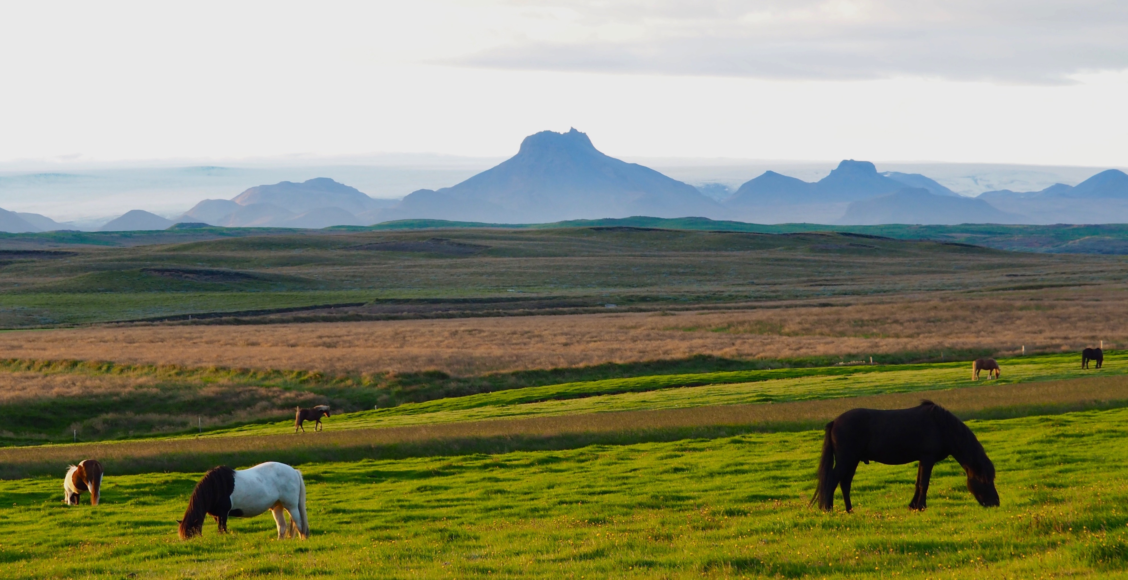 Icelandic horses grazing in the foreground with volcanic mountain shadows in the background
